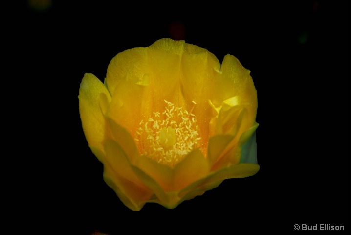 Floating Prickley Pear Blossom