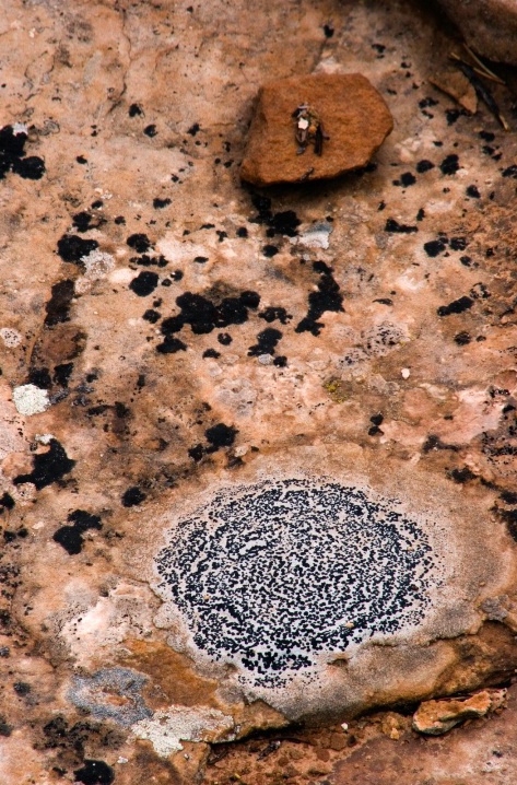 Offering and the Lichen - ID: 6511306 © Patricia A. Casey