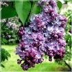 Lilacs in Waterco...