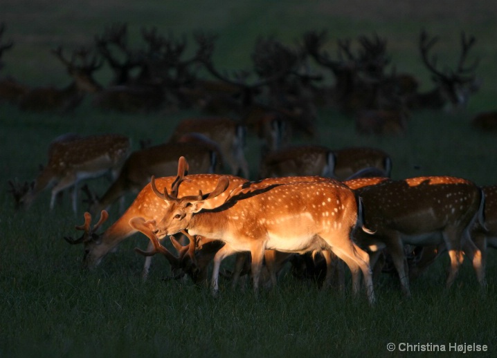 ~ In evening spot light ~