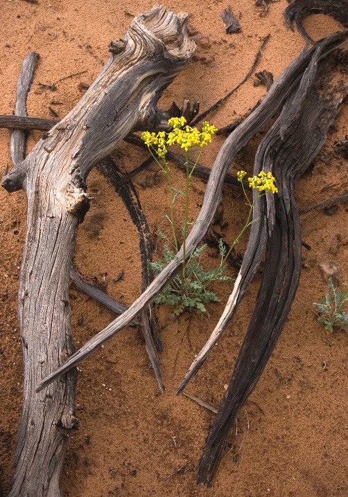 Still Life at Mesa Arch - ID: 6512460 © Patricia A. Casey