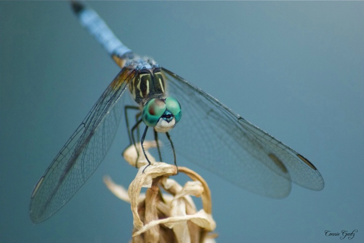 Dragonfly