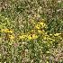 © Jacqueline M. Stoken PhotoID# 6514472: Prairie Flowers