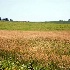 © Jacqueline M. Stoken PhotoID# 6514484: Tallgrass Prairie and Farm Crops