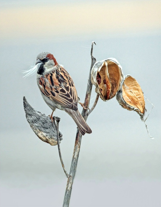 Sparrow and Milkweed