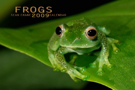 Frogs Calendar Cover