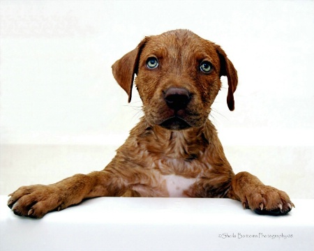 Rub a Dub Pup in a Tub