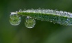 Dewdrop Lenses #2