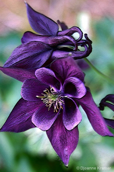 Columbine