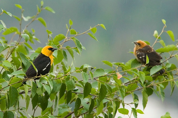 Yellow-headed Blackbird - Dad and Fledgling