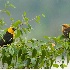 2Yellow-headed Blackbird - Dad and Fledgling - ID: 6522879 © John Tubbs