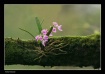 Lavender Orchid