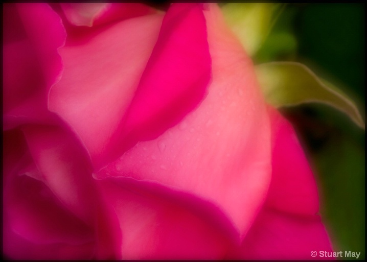 pink_rose - ID: 6525516 © Stuart May