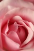 Sensual Pink