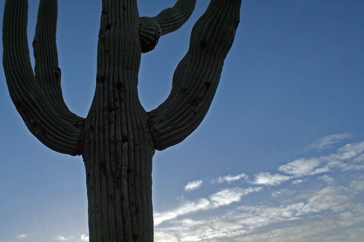 Arizona Morning - ID: 6531086 © Jeff Robinson