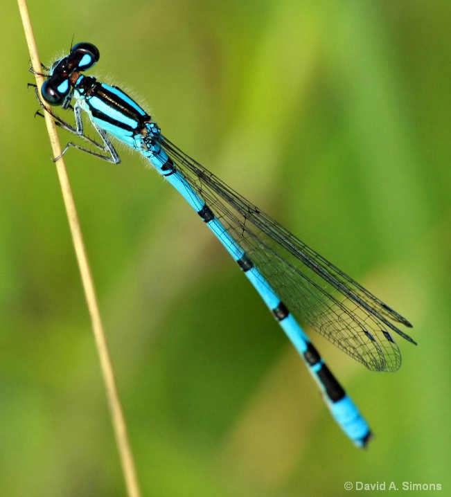 Blue Damselfly