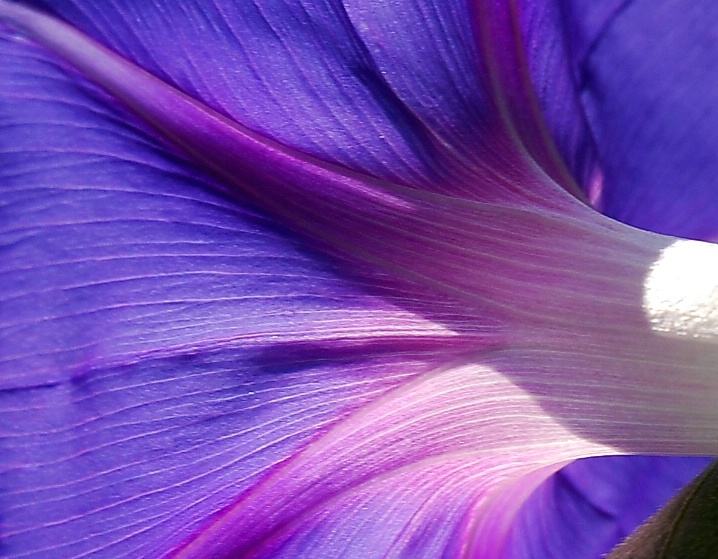 Morning Glory Detail.