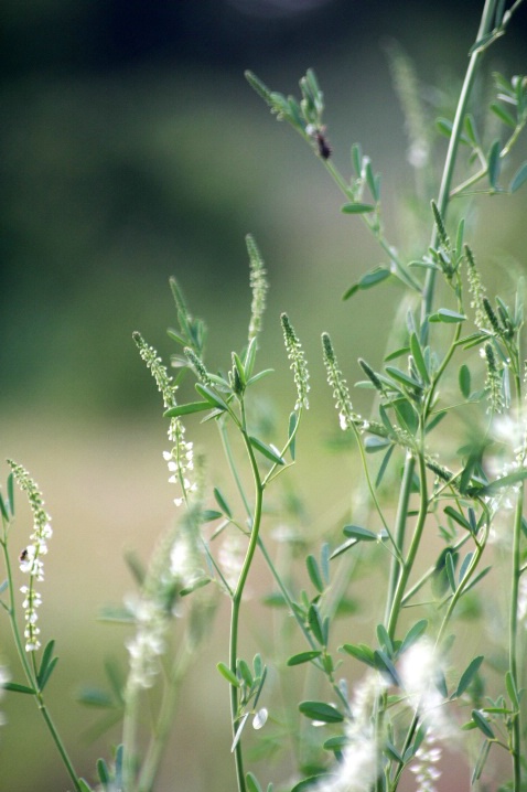 Sweet White Clover