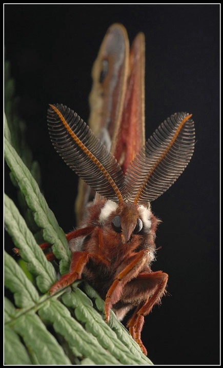 Ceanothus silkmoth (Hyalophora euryalus)