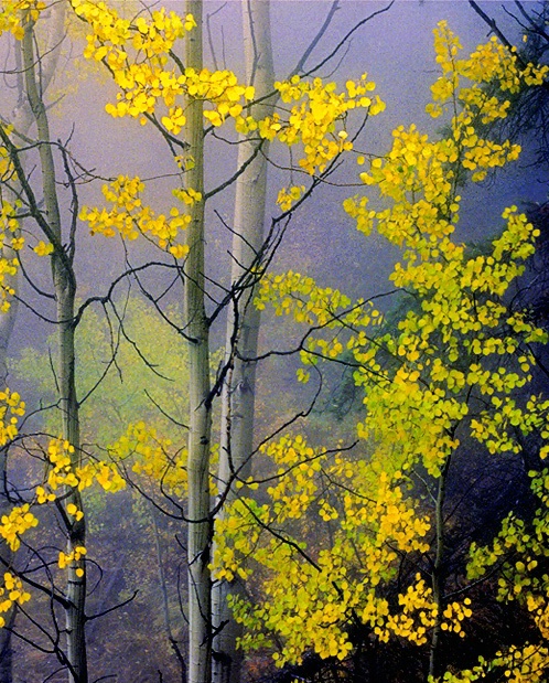 Foggy Aspens Vertical