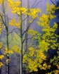 Foggy Aspens Vert...