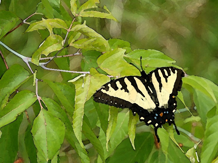 After - Swallowtail Butterfly