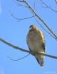 Red Shouldered Ha...