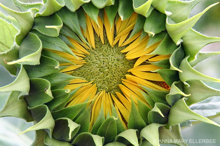 Birth of a Sunflower