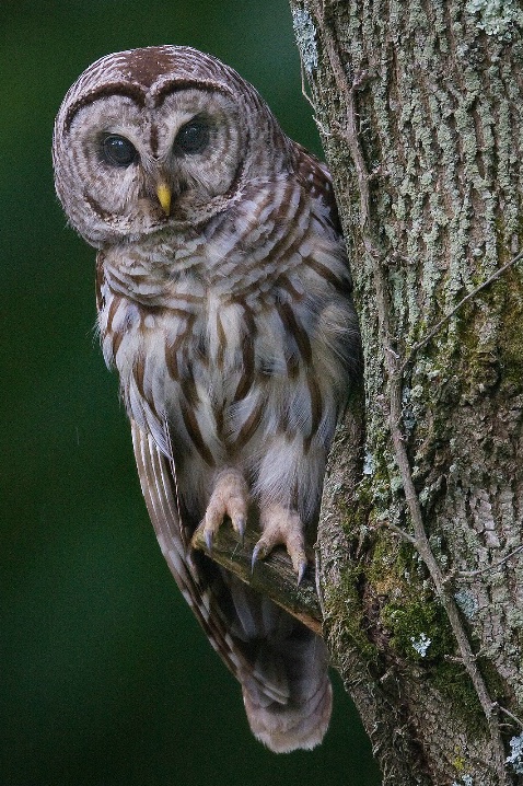 Barred Owl - ID: 6539279 © Michael Wehrman