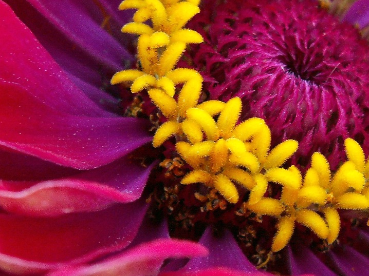 Zinnia Detail