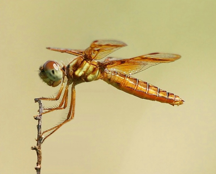 Eastern Amberwing