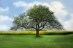 Apple Tree in Sum...