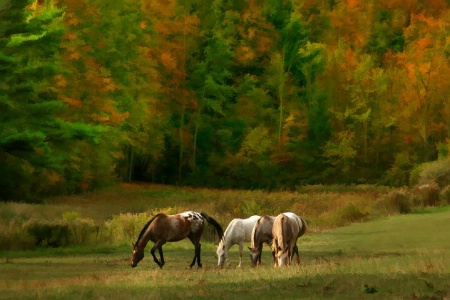 Out to Pasture