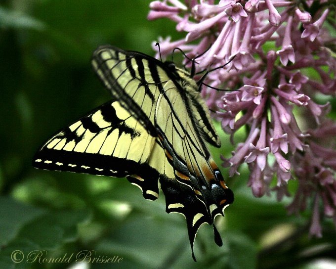 Butterfly dinning hall