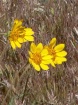 wildflowers
