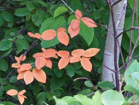Orange leaves -- close-up