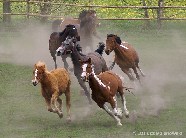 horses... horses