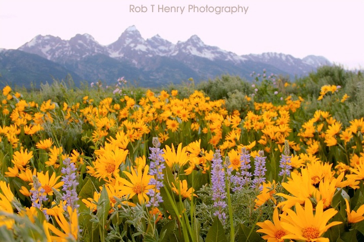 Grand Teton Flower Field