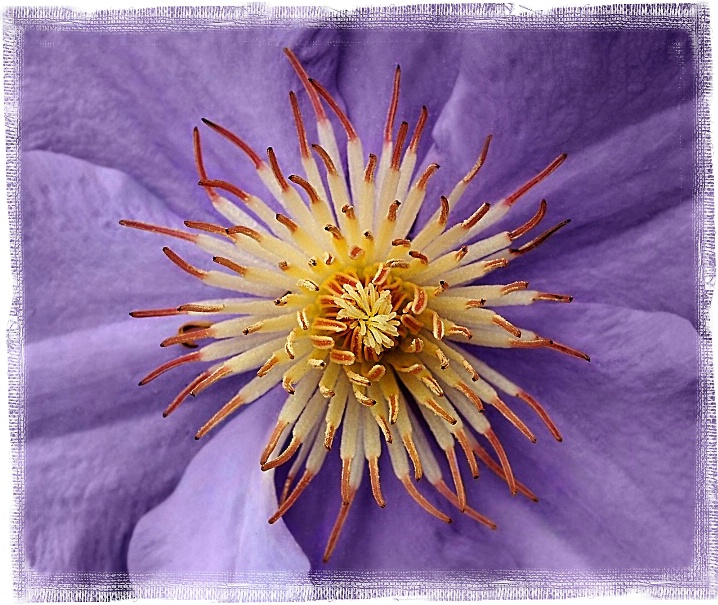 Clematis