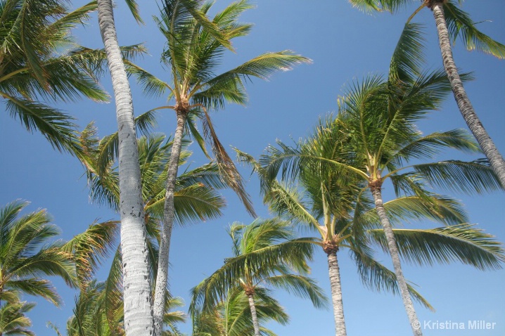 Palm_Trees__Anaeho_omalu_Bay