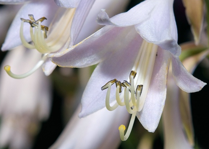 <b>White Lily</b>
