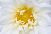 Delicate...
