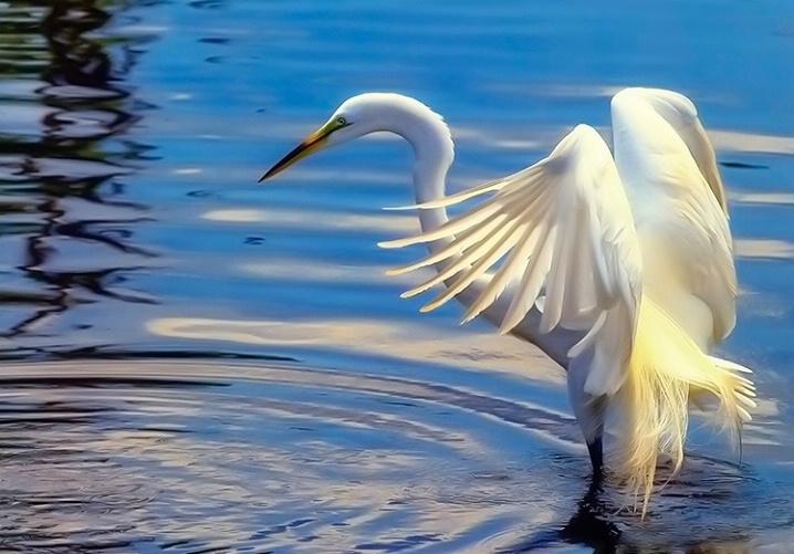 Water Ballet