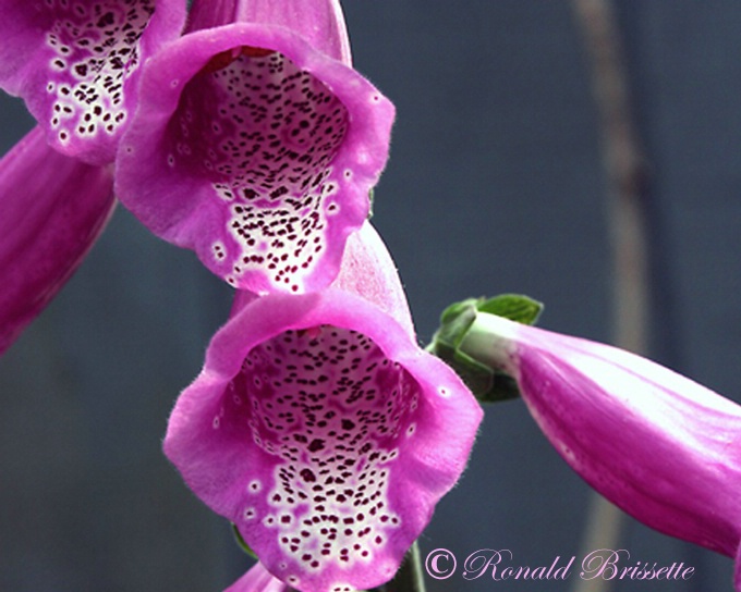 Foxglove flower---Pink
