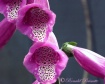 Foxglove flower--...