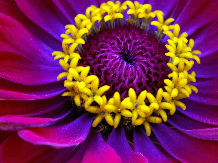 Pretty Party Zinnia