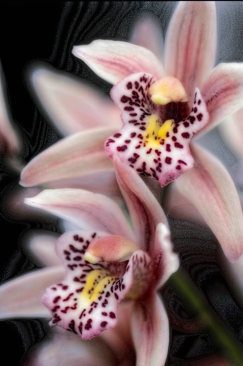 Orchids Aglow