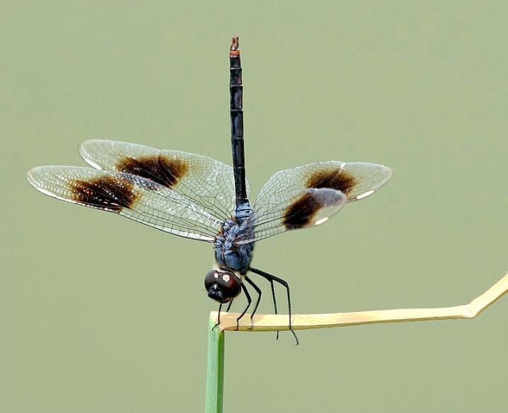 Four-spotted Pennant