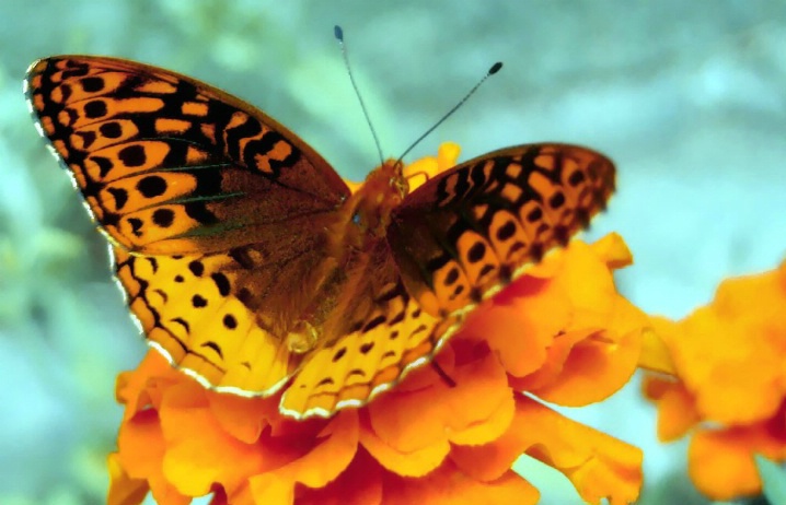 bronze copper butterfly - ID: 6554451 © Karen E. Michaels