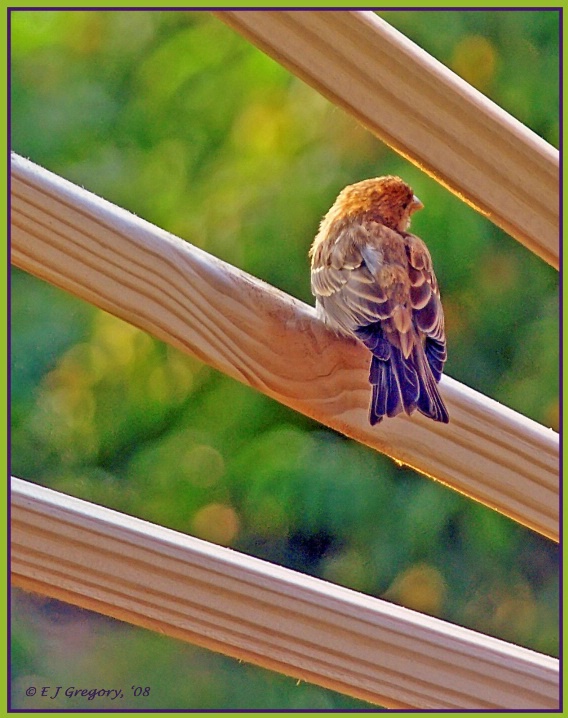 Sunset Sparrow - ID: 6554462 © Eloise Bartell